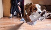 The Pet-Owners Guide to a Clean House